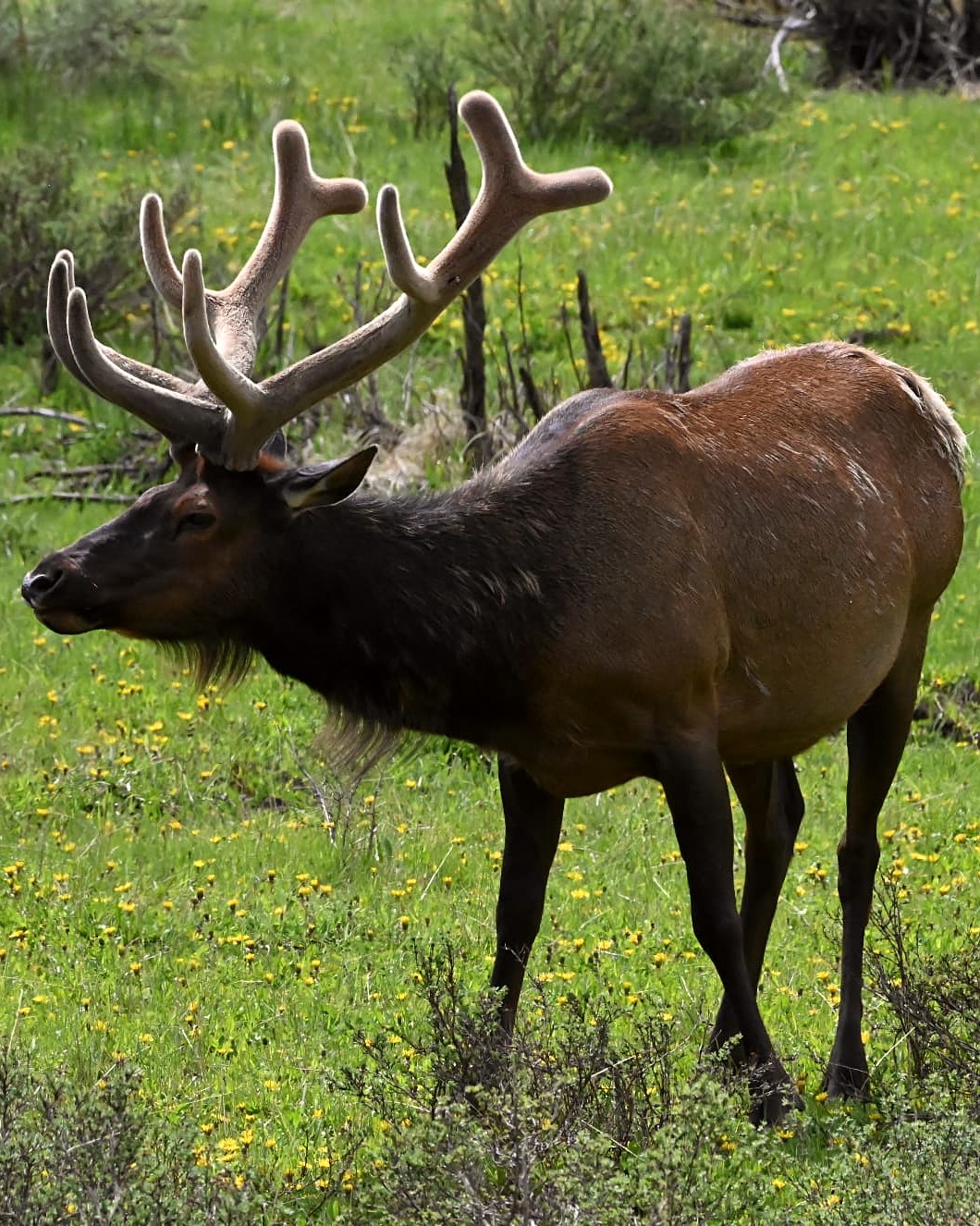 A bull elk in velvet standing in a wildflower meadow on Heart-J Center land