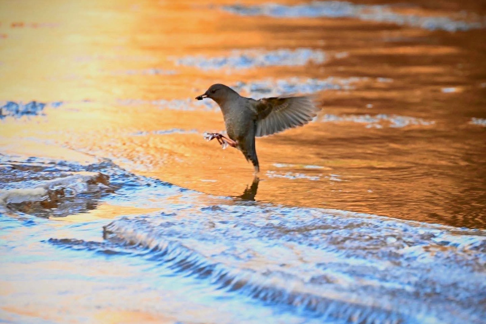 American dipper landing on the river at sunrise