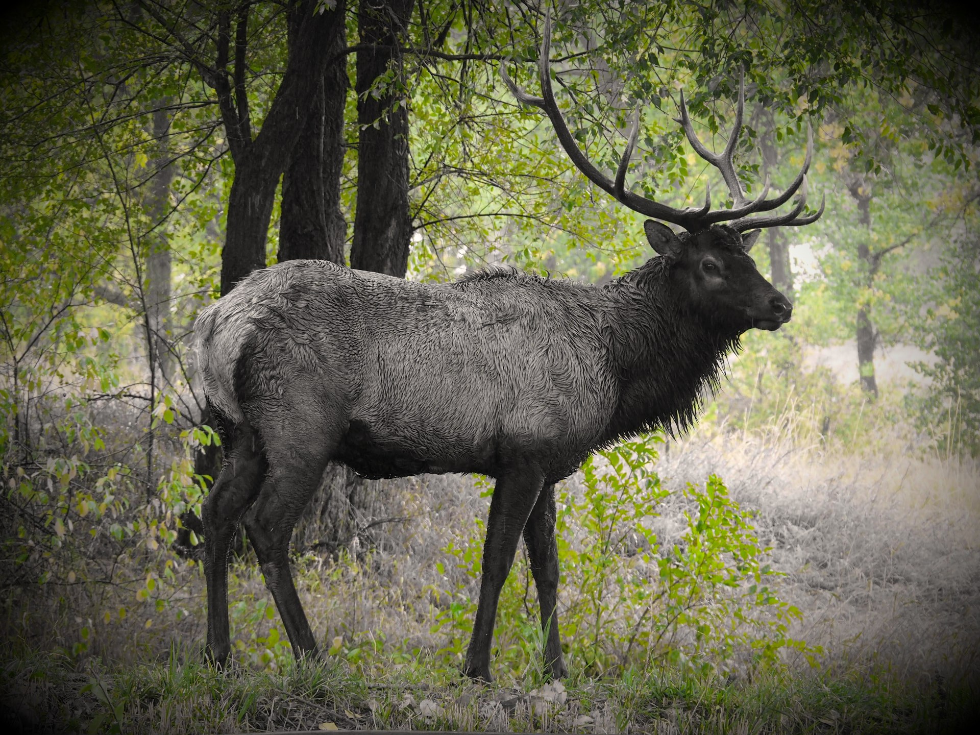 Bull elk standing at the edge of cottonwoods on Heart-J Center land