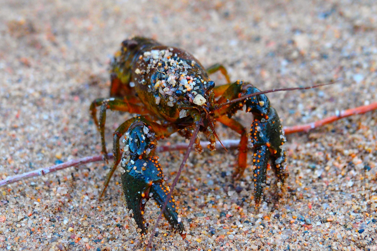 Crayfish crossing wet sand along the Big Thompson River
