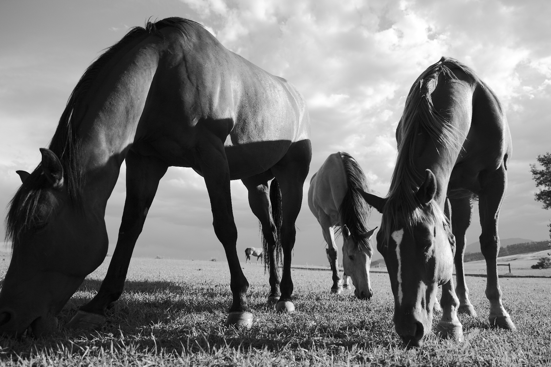 Horses in the pasture at Sylvan Dale Ranch