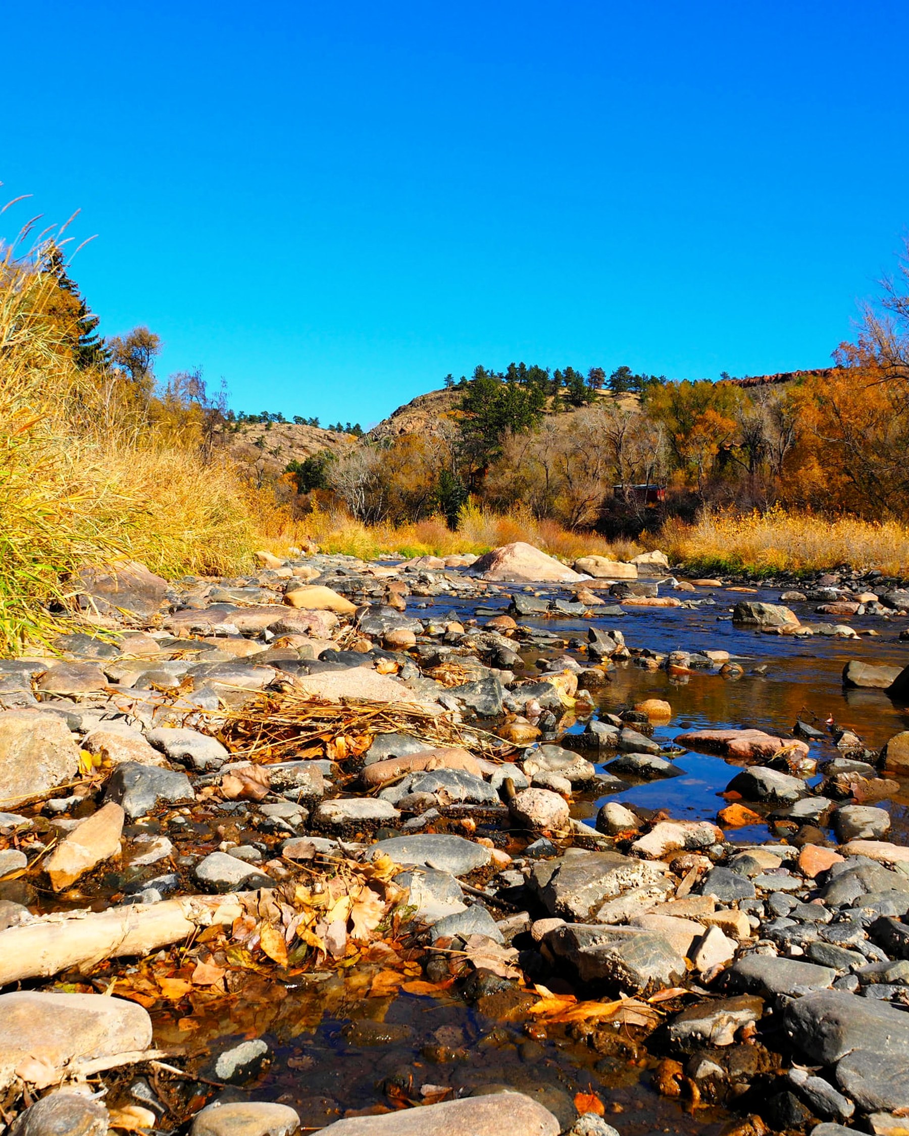 Cottonwoods along the Big Thompson River in autumn on conserved land