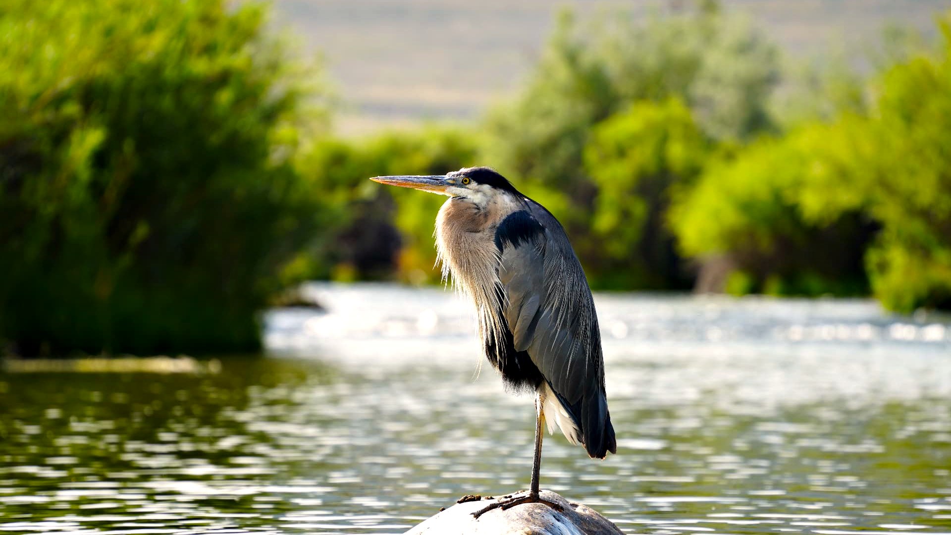 Great blue heron standing on a river stone in the Big Thompson at first light