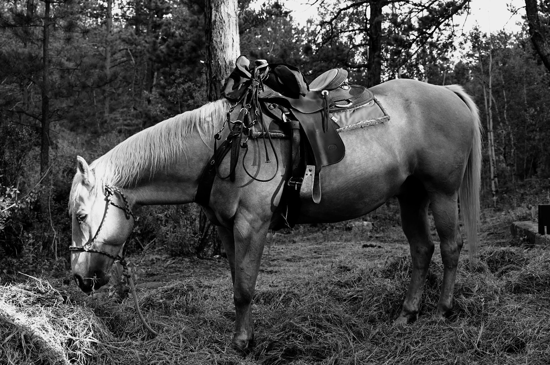 Hand on a horse in golden light