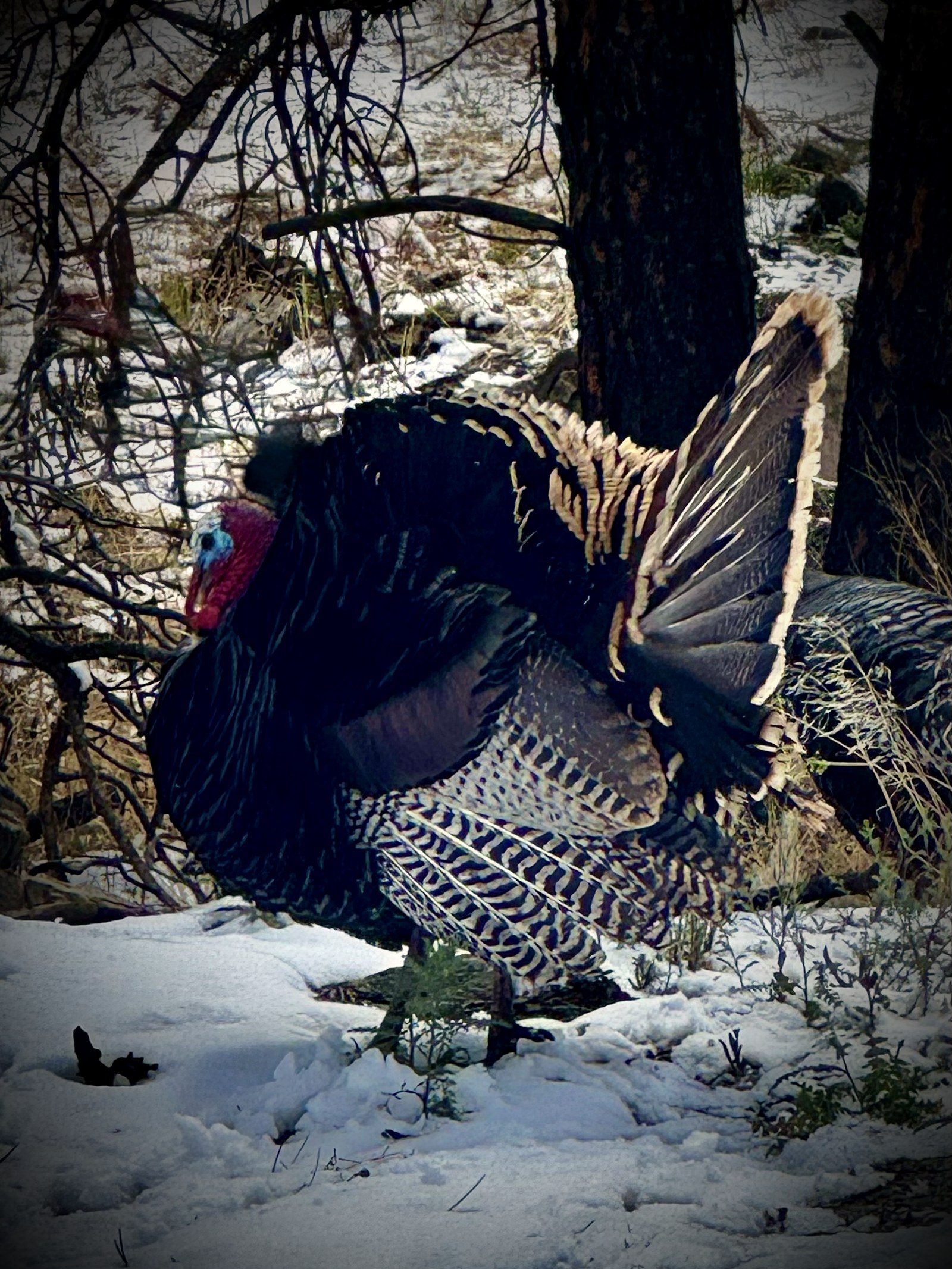 Wild turkey tom displaying in fresh snow beneath ponderosa pine